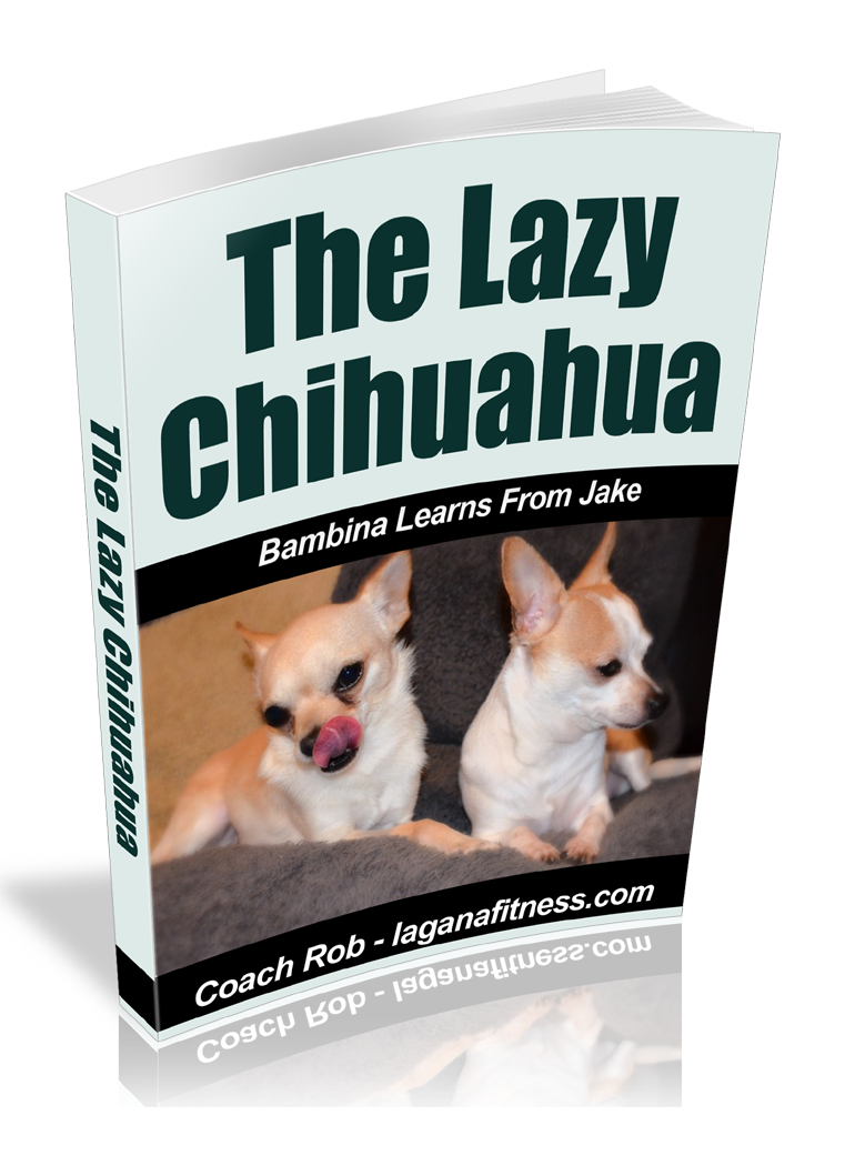 The Lazy Chihuahua